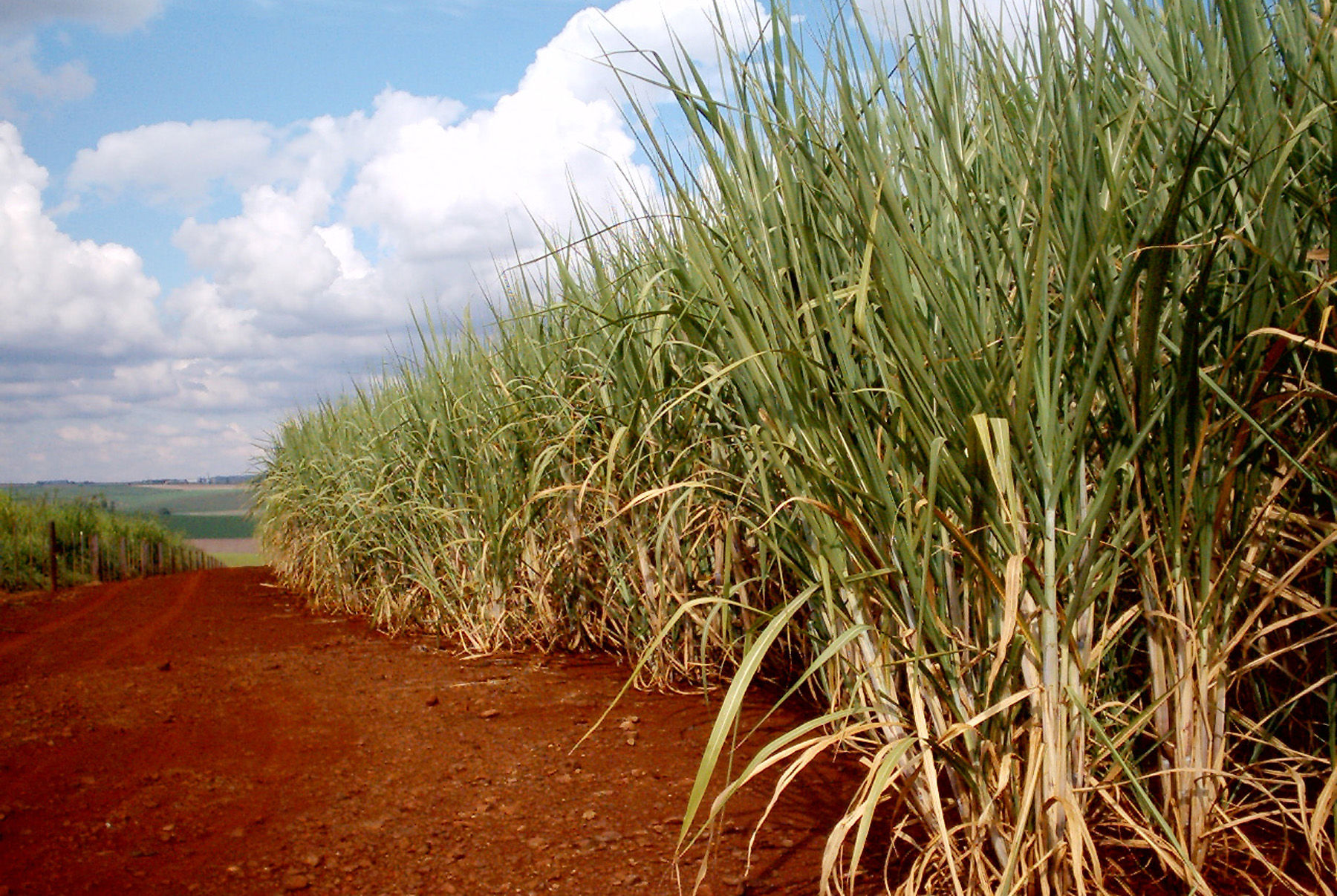 Сахарный тростник в австралии. Гавайи сахарный тростник. Сахарный тростник растение. Плантации сахарного тростника.
